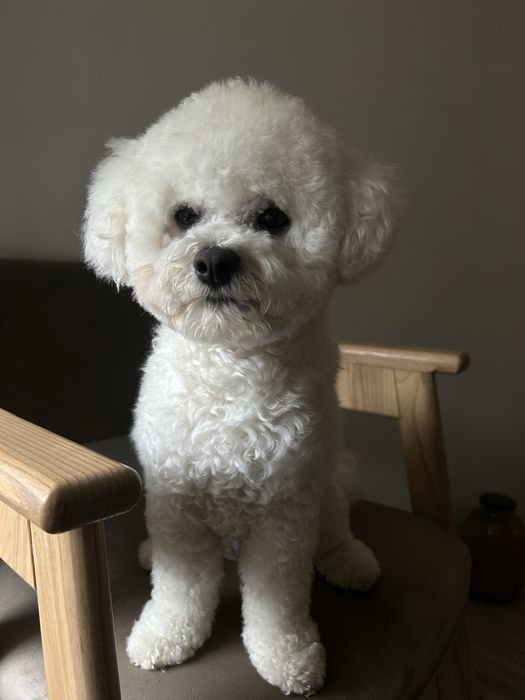 Бішон-фрізе злучка вʼязка