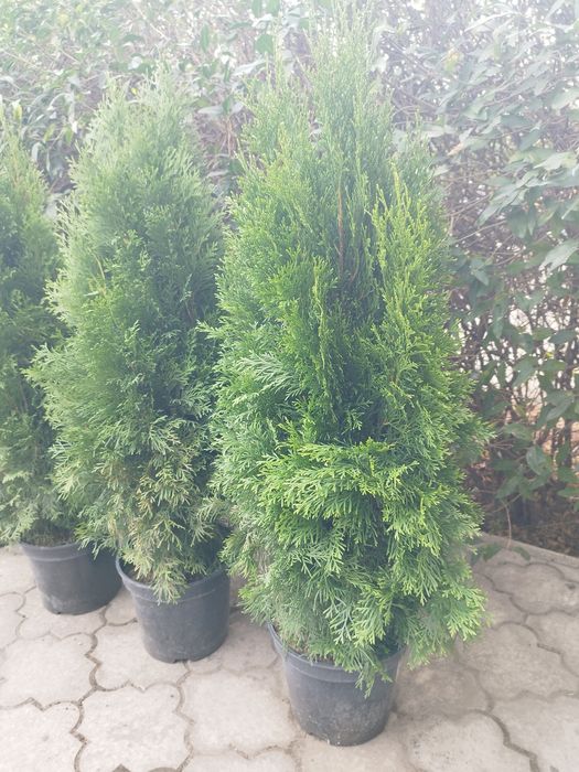 Туя Смарагд 1  метр, з комом С 7,5