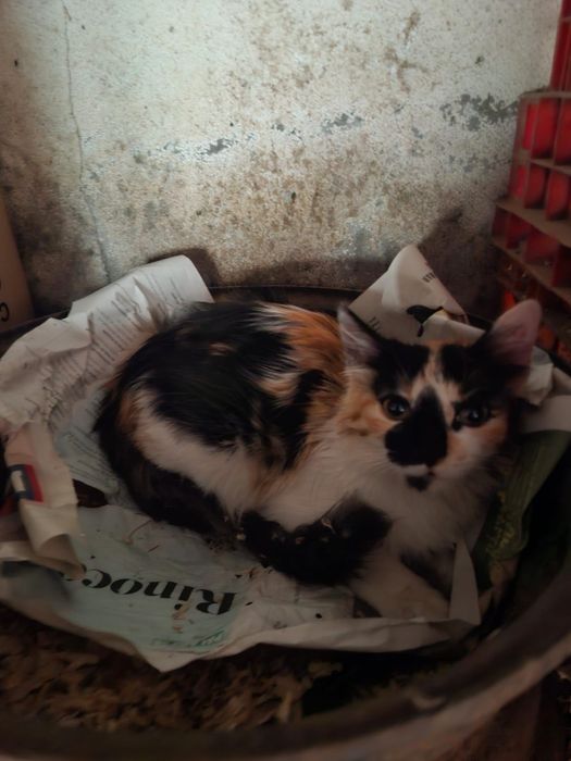 Gatinha 3-4 meses adopção