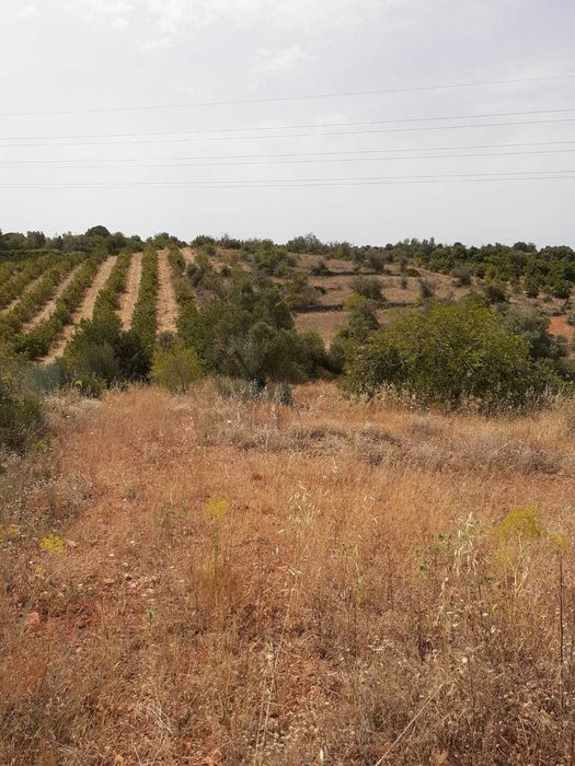 Limpeza de jardins, terrenos e afins