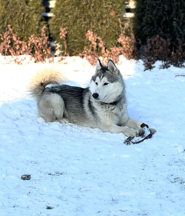 Siberian Husky oddam w dobre ręce