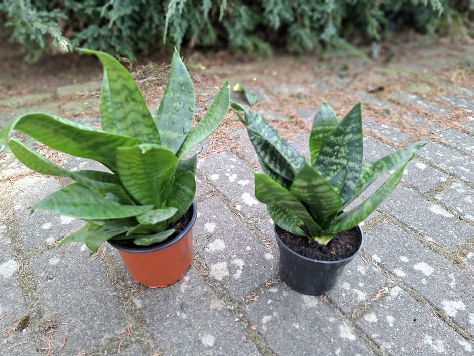 Sansevieria green hahnii