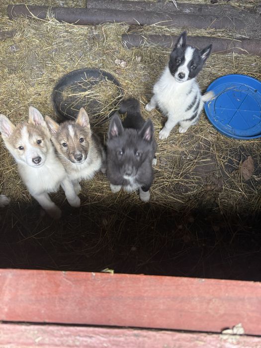 Продам цуценята Лайки