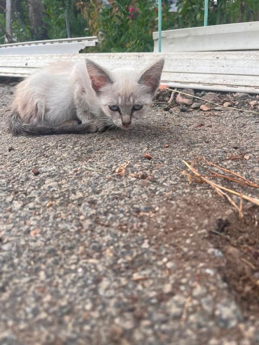 Gatos bebés para adoção