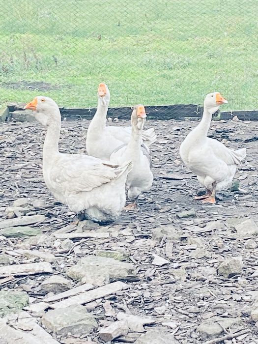 Продам Гусей Холмогори