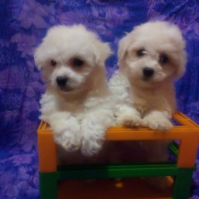 Мальтіпу. Цуценятка. Доставка