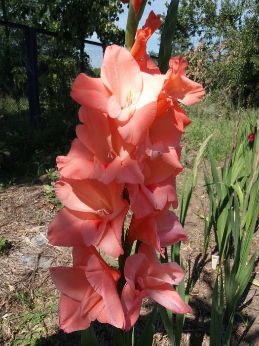 Продам цибулини гладіолусів