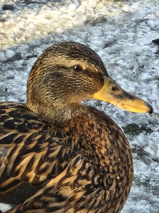 Kaczki krzyżówki sprzedam.