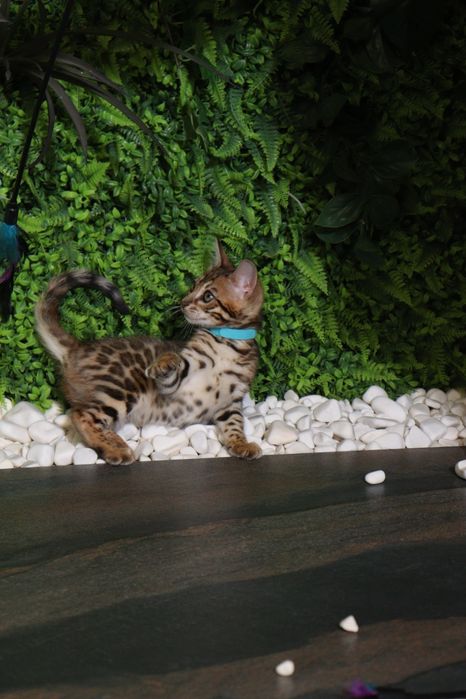 Бенгальська дівчинка Сабіна