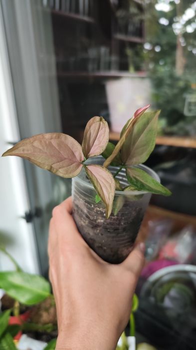 Сингоніум пінк перфекшн, pink perfection