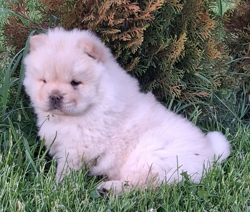 Chow chow  suczka