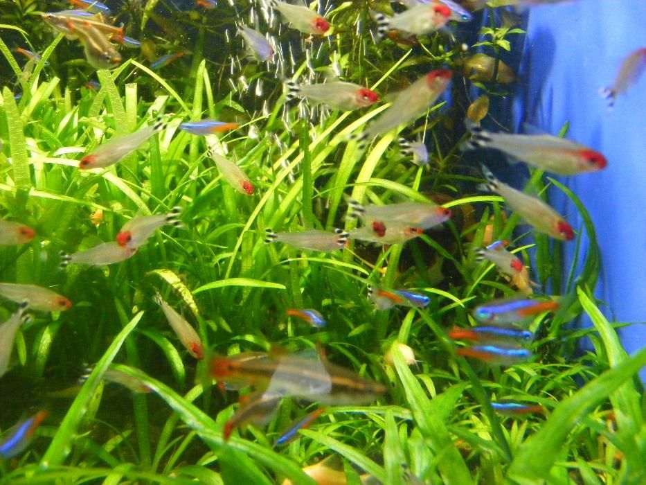 GB Rodostomus, Zwinnik Blehera | Pakiet 1 - 19 szt.