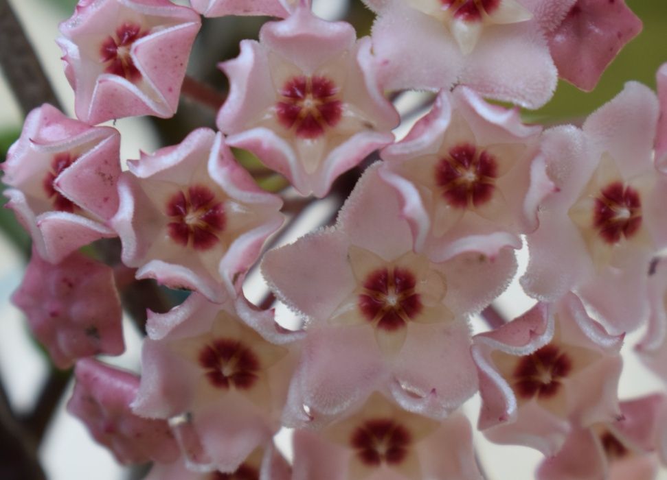 Hoya, flor de cera