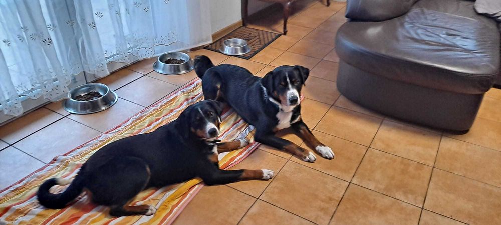 Szczeniak suczka rasy Appenzeller Szwajcarski pies pasterski