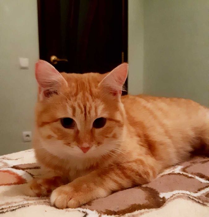 Молодая кошечка Хани ищет новый дом