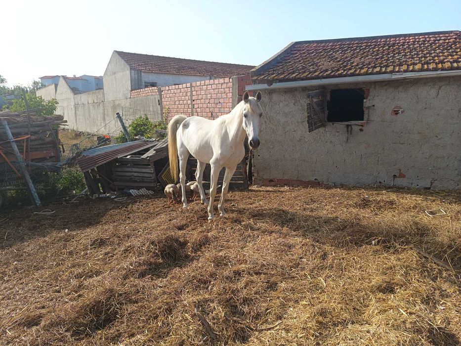 Égua luso árabe
