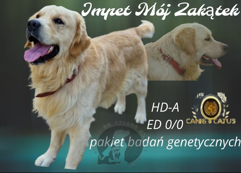 Golden Retriever  szczeniaki Złote / Ciemno Złote