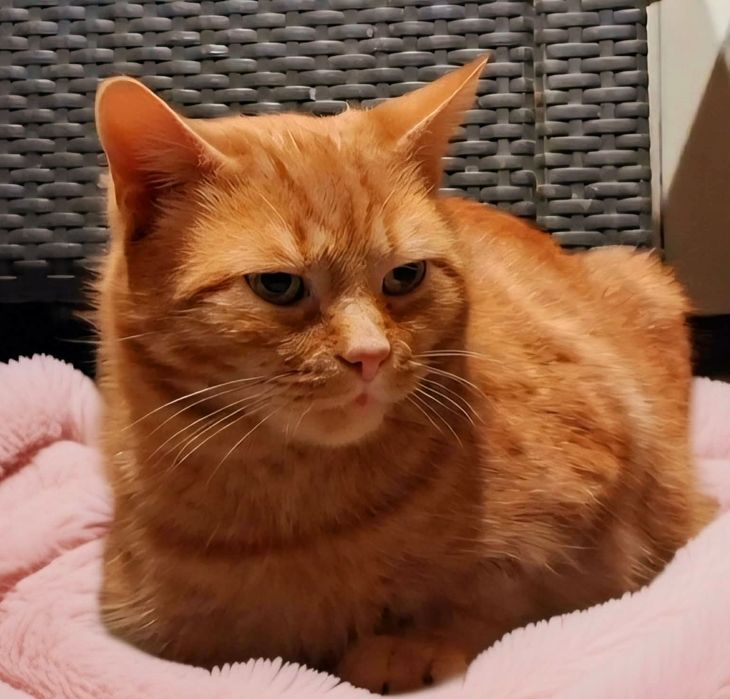 Kocurek Dżentelmen Marcel