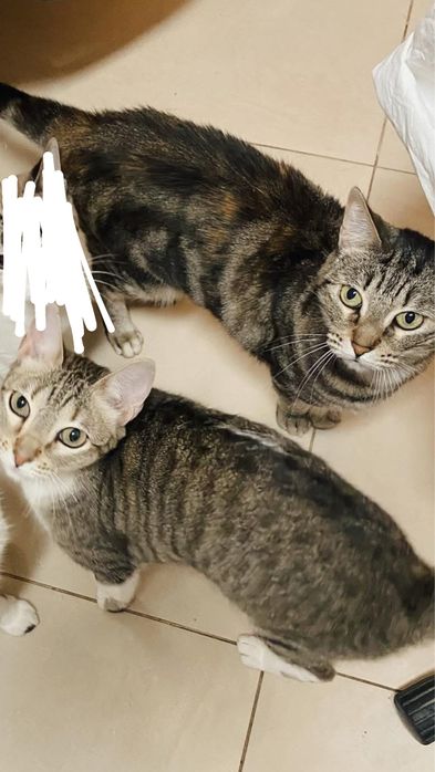 Gatas para adopção