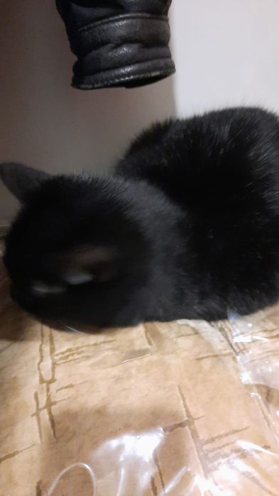 Віддамо в добрі руки