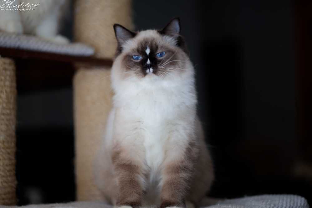 Ragdoll, prześliczny kocurek seal mitted z rodowodem FPL