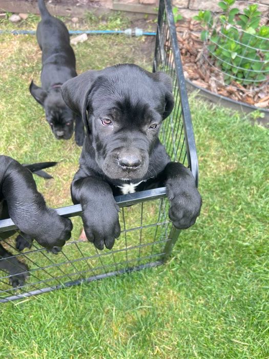 Продам цуценят КАНЕ КОРСО