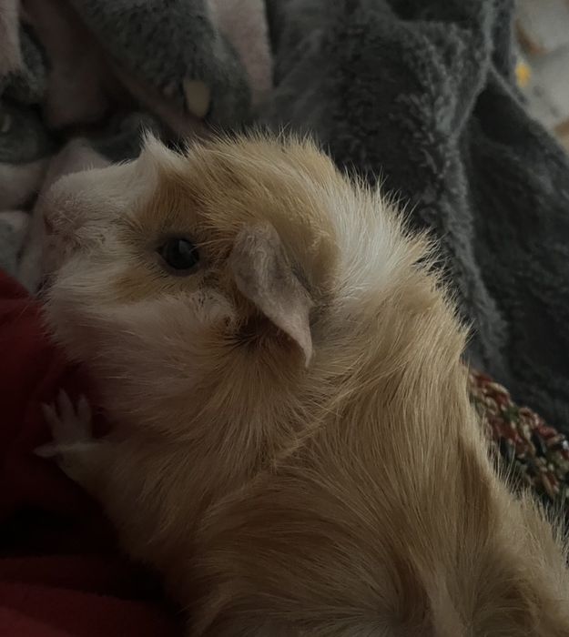 Świnka morska abisyńska - samiec