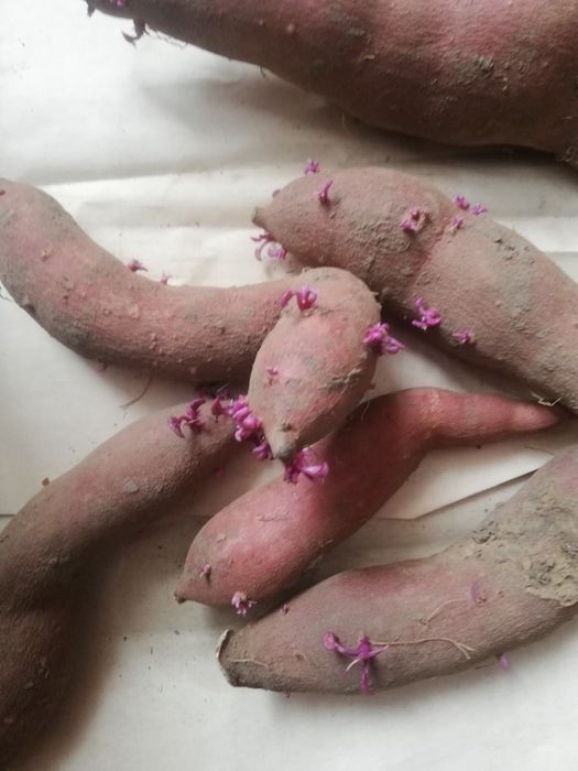 Батат для посадки