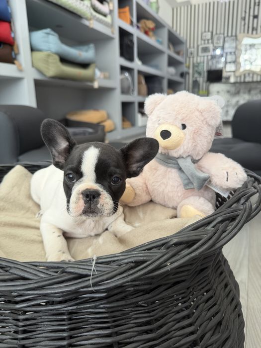Bulldog Frances  menina linda