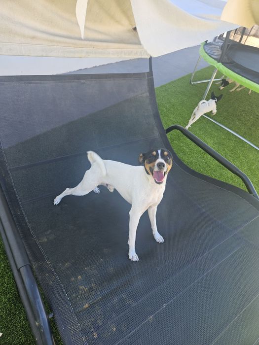 Ratonero Bodeguero Andaluz