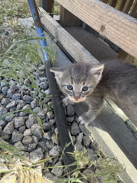 Віддам в хороші руки кошеняток.