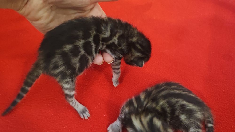 Бронювання бенгальських кошенят. Документи клубу WCF