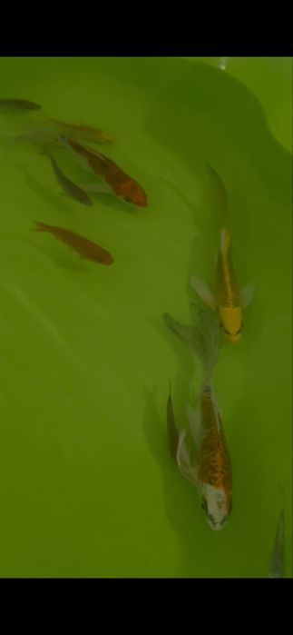 Carpa KOY butterfly 16/18cm