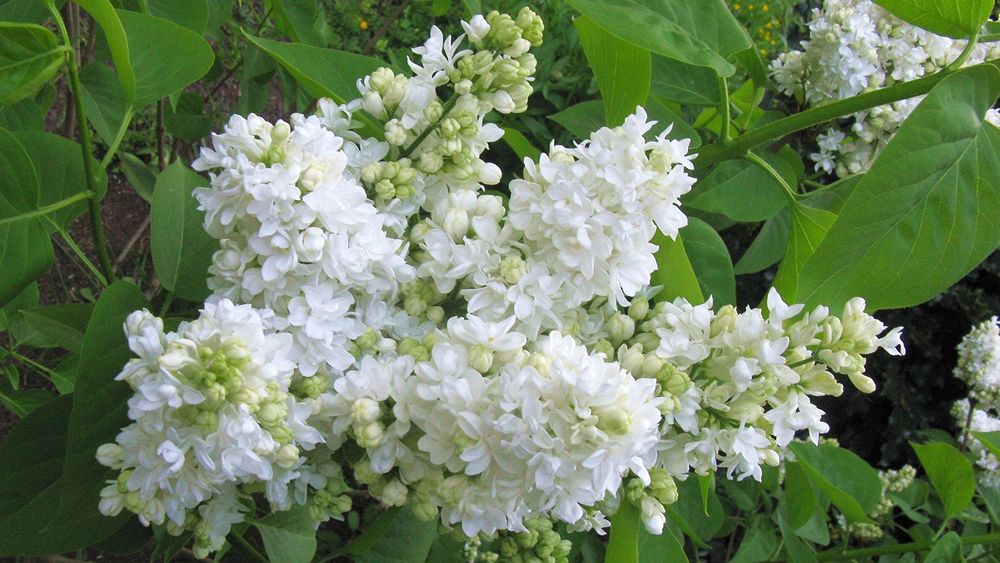 Продам кущики бузку