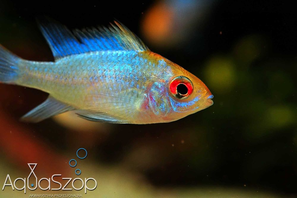 Pielęgniczka ramireza "Electric Blue" - AQUASZOP