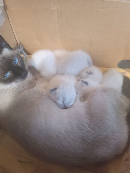 Сіамські кошенята