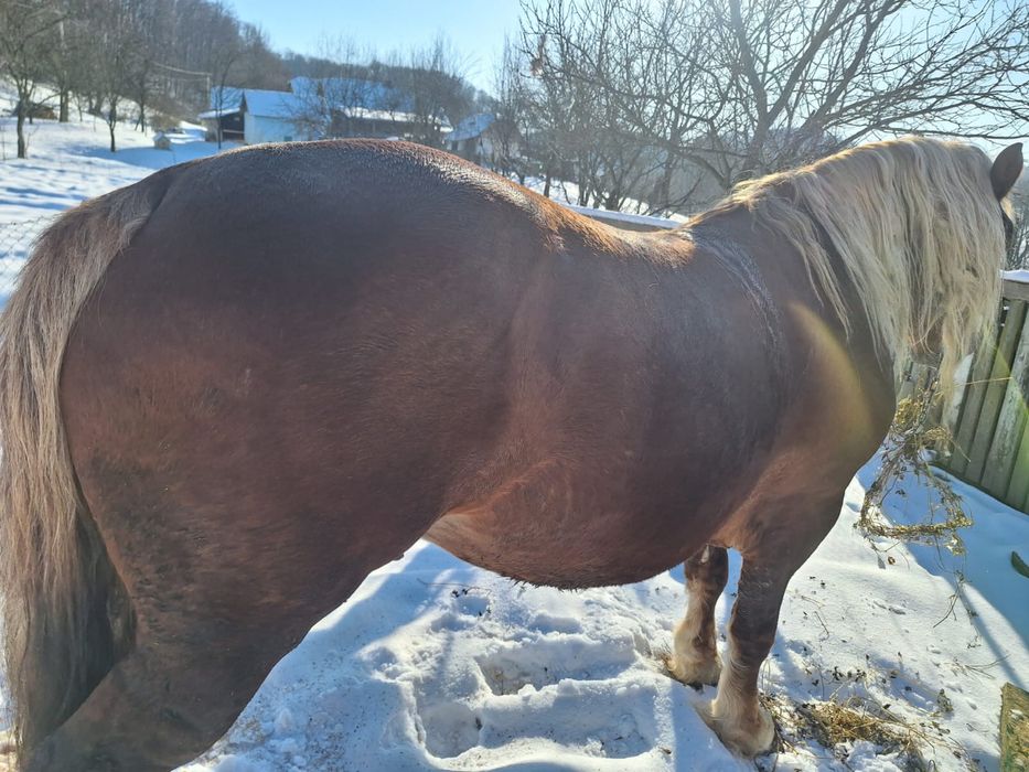 Кінь,спокійний жеребець 7 років