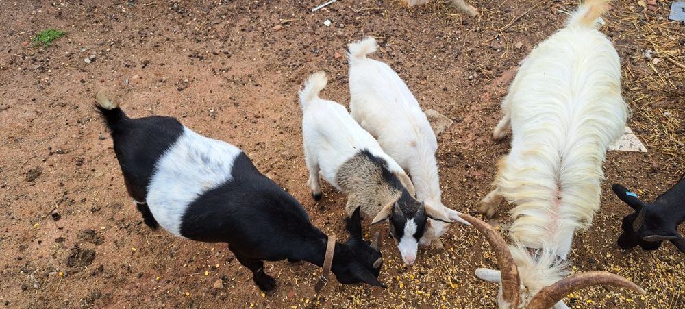 Cabritos anões  e cabra ans