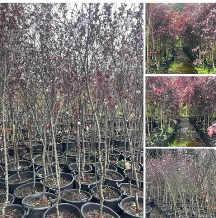 Árvore Prunus cerasifera 2,50/300cm