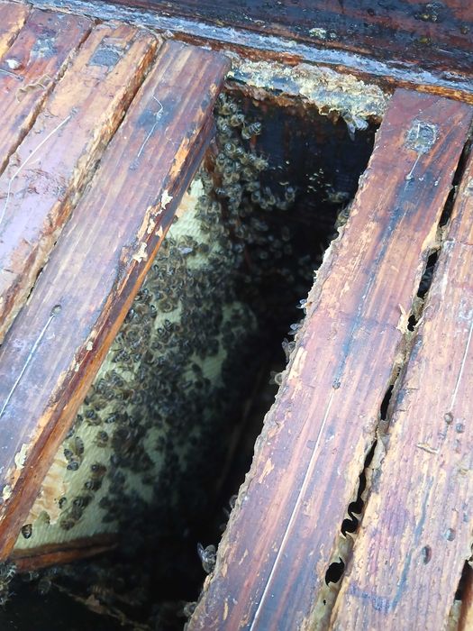 ul z rodziną pszczelą "warszawski "