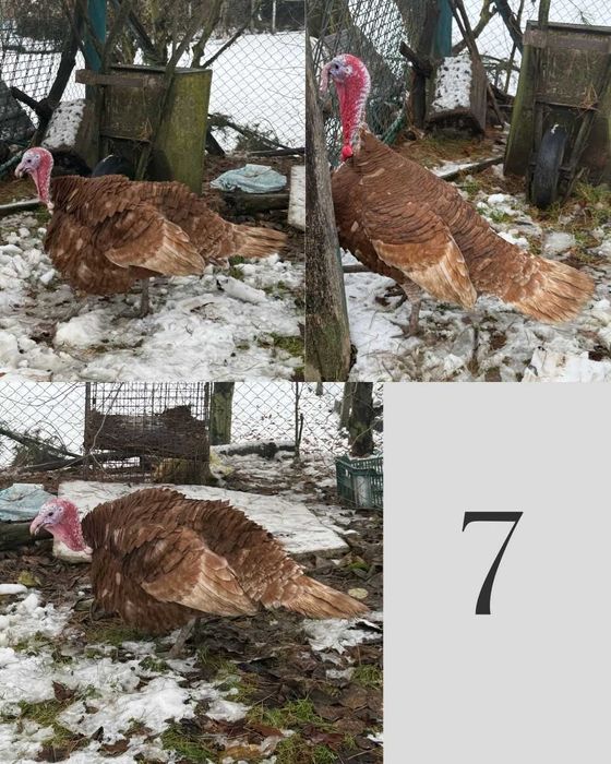 Indyk (Więcej w opisie)