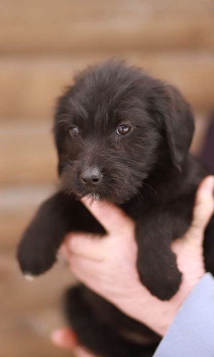 Poznajcie Franka, fajny z niego 2-miesieczny psiak, do adopcji