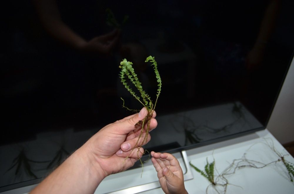 Rośliny do wiwarium terrarium paproć Asplenium spec. Panama