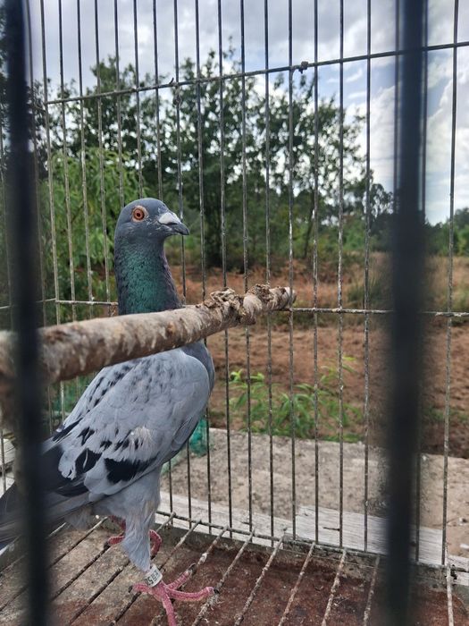 Pombas correias adultas