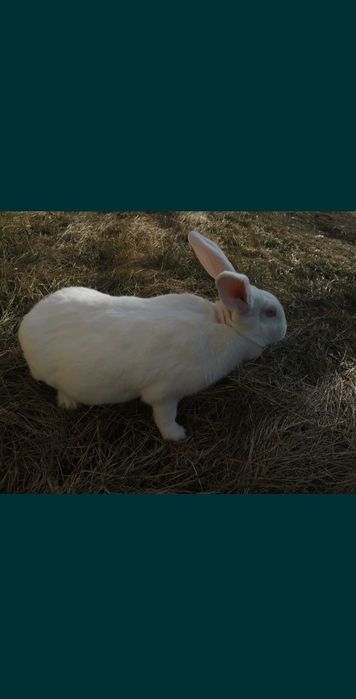 Продам кролів термонців