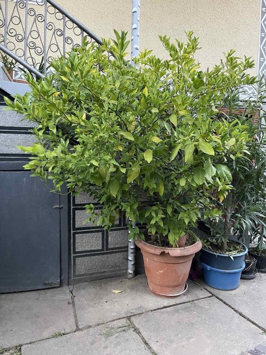 Лимон - дерево з плодами лимону