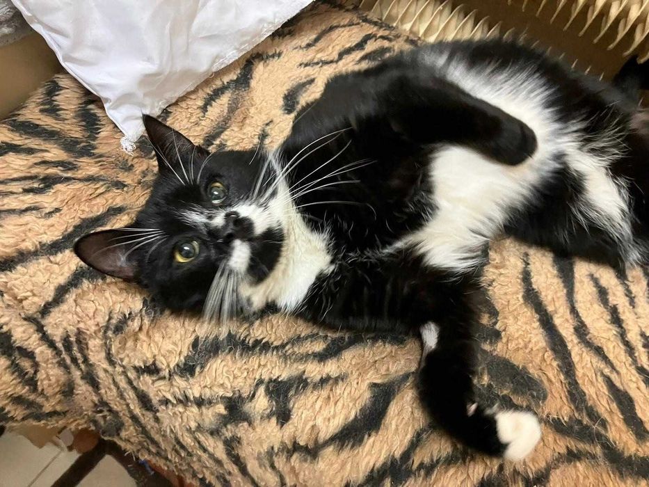 Cudny kot OSCAR szuka dla siebie dobrego domu