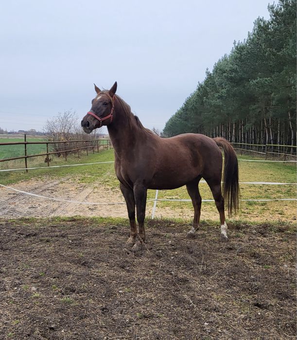 Sprzedam klacz wlkp/sp