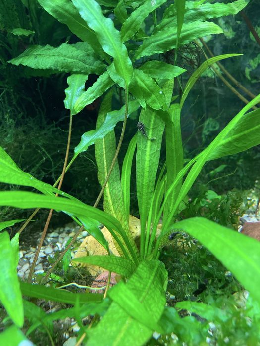 Mikrozorium, microzorium, microsorium Roślinka roslina akwariowa