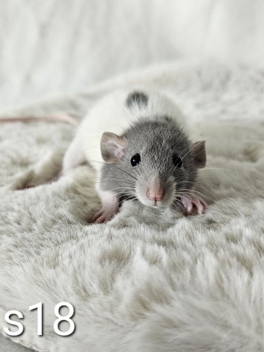 Szczurki szczurek szczury